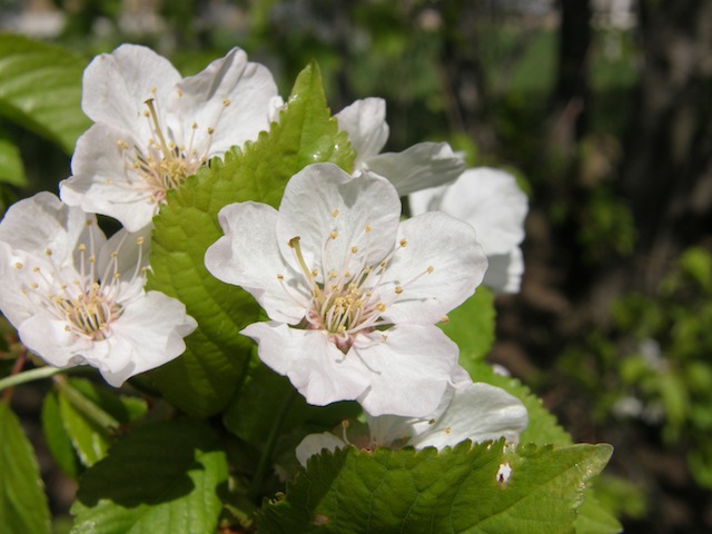Japanese Cherry