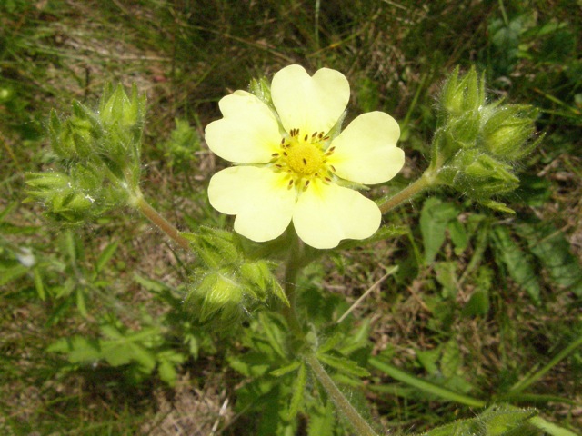 Rough-fruited Cinquefoil