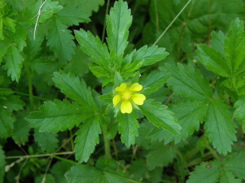 Rough Cinquefoil