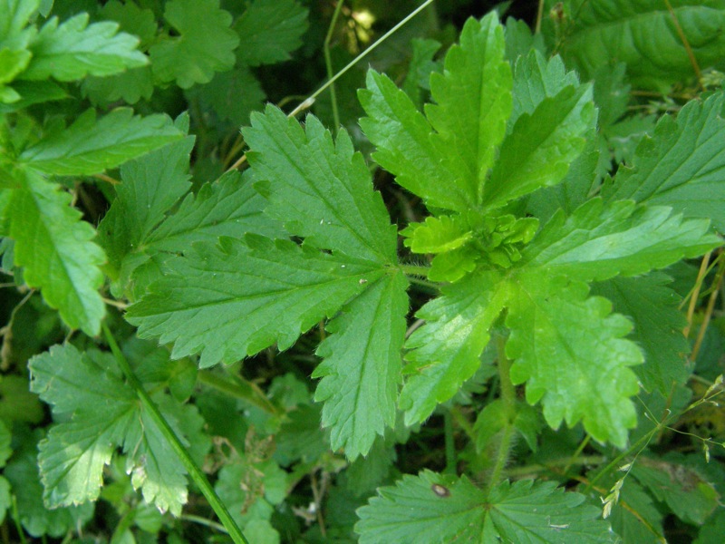 Rough Cinquefoil