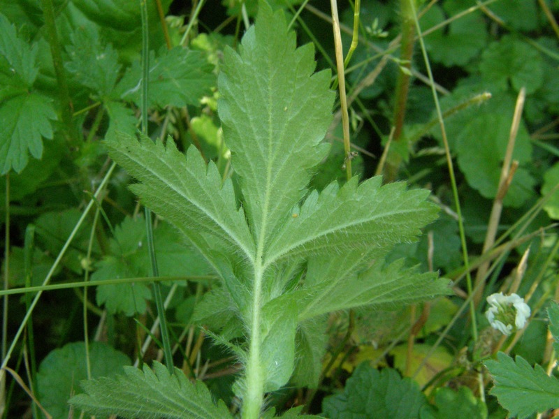 Rough Cinquefoil