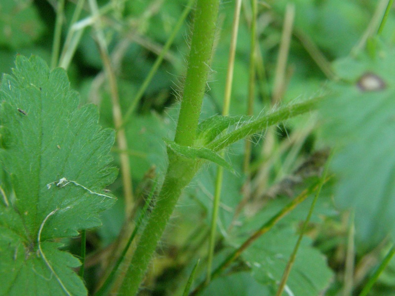 Rough Cinquefoil