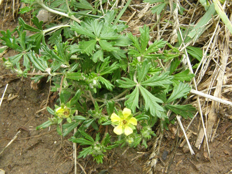 Silvery Cinquefoil