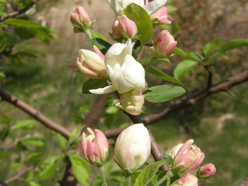 Crab Apple