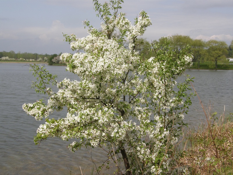 Crab Apple