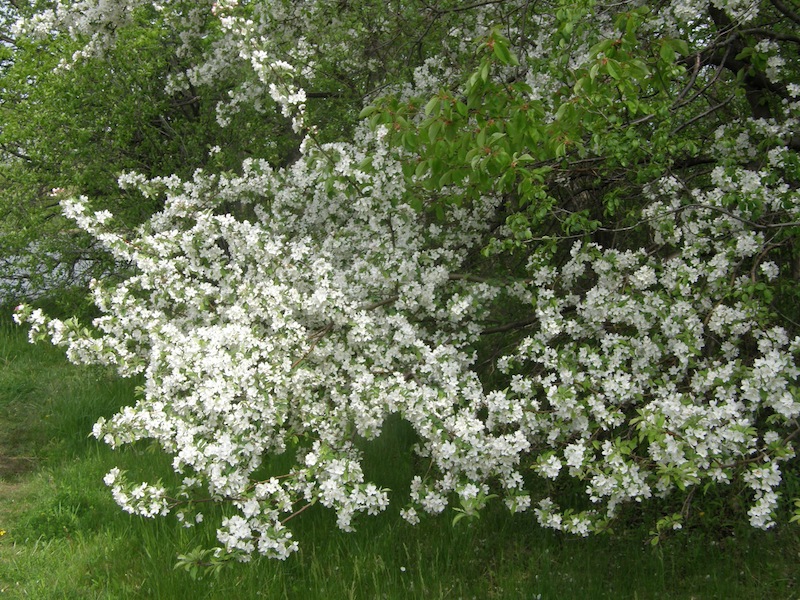 Crab Apple