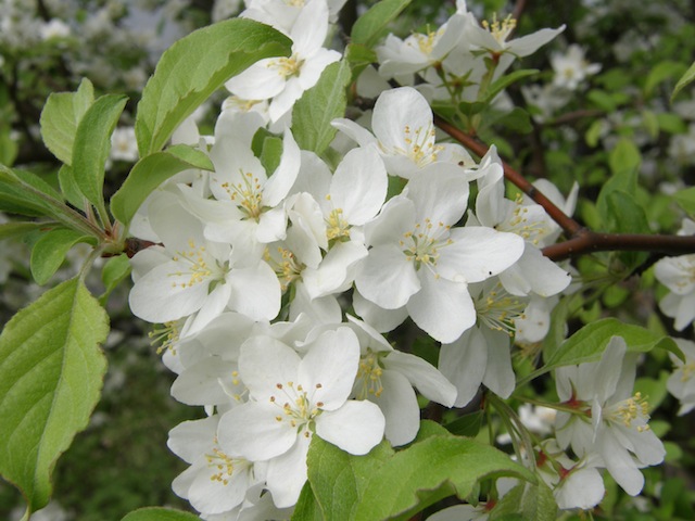 Crab Apple