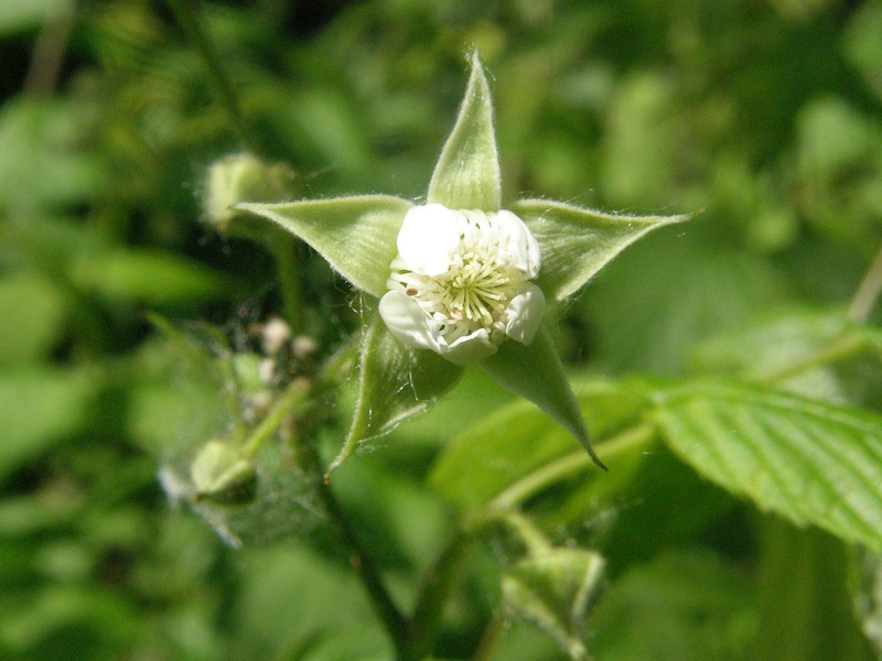 Black Raspberry