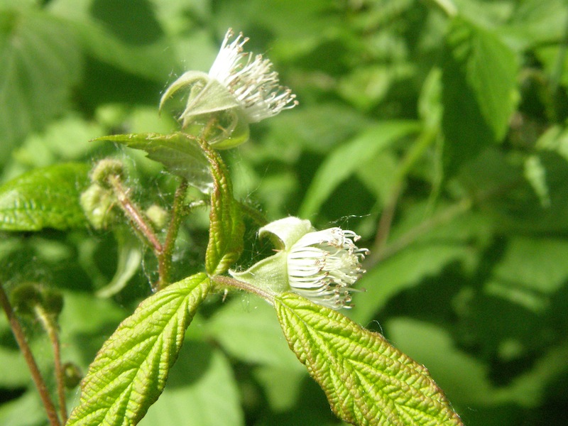 Black Raspberry