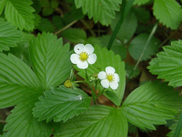 Woodland Strawberry