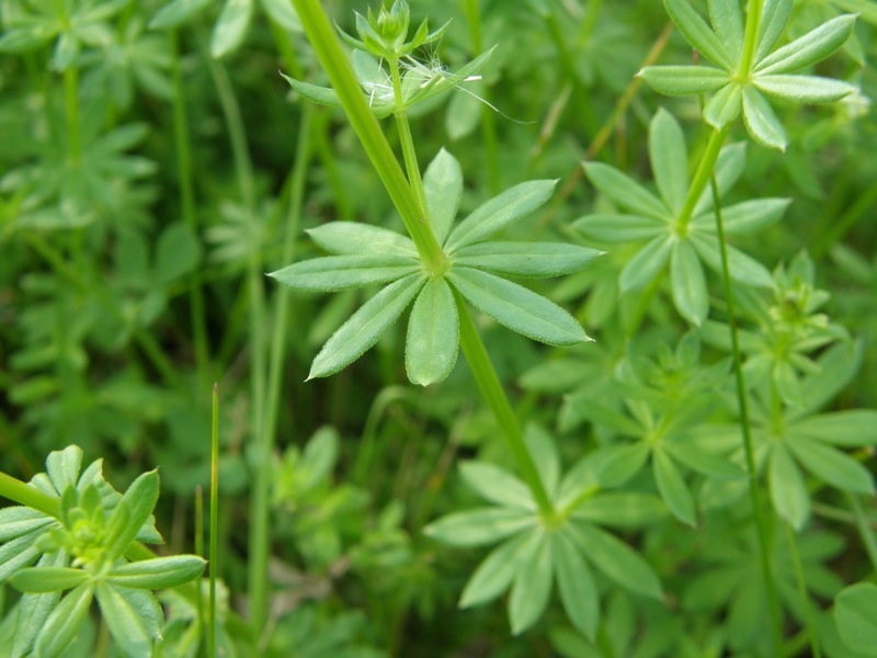 White Bedstraw