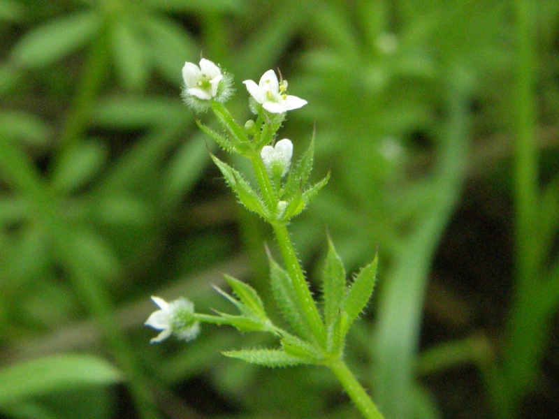Cleavers