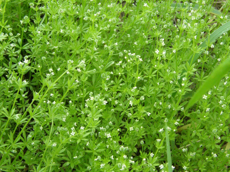 Cleavers
