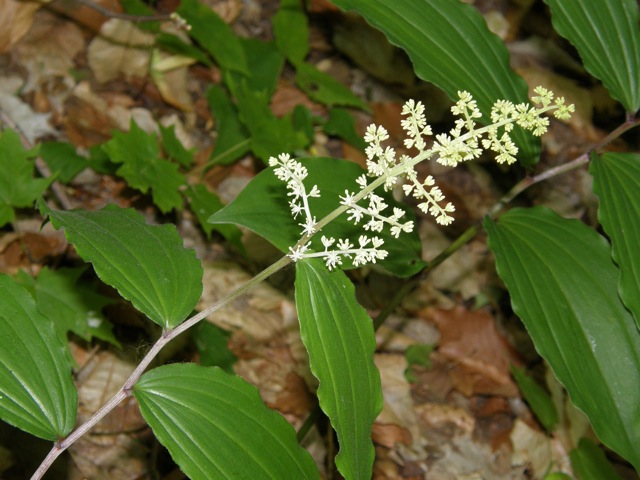 False Solomon's Seal