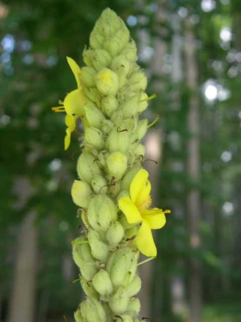 Common Mullein