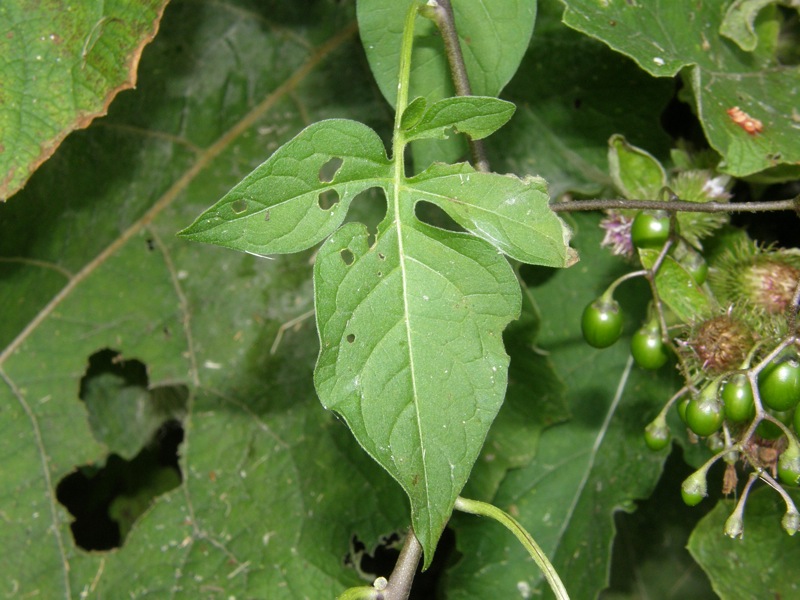 Bittersweet Nightshade