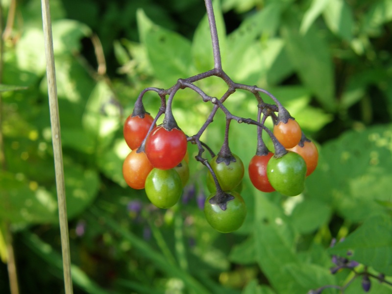 Bittersweet Nightshade