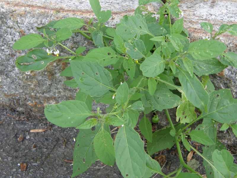 Common Nightshade