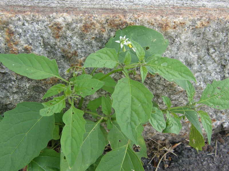 Common Nightshade