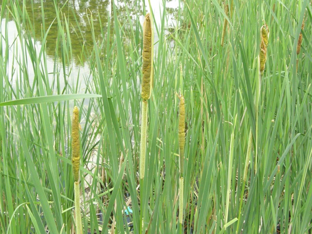 Common Cattail