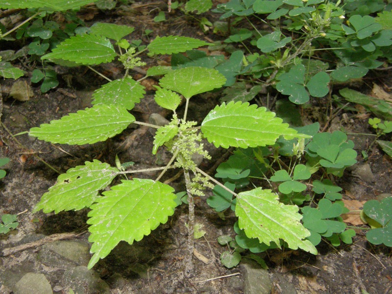 Clearweed