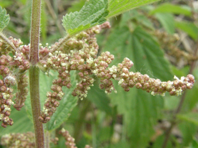 Stinging Nettle