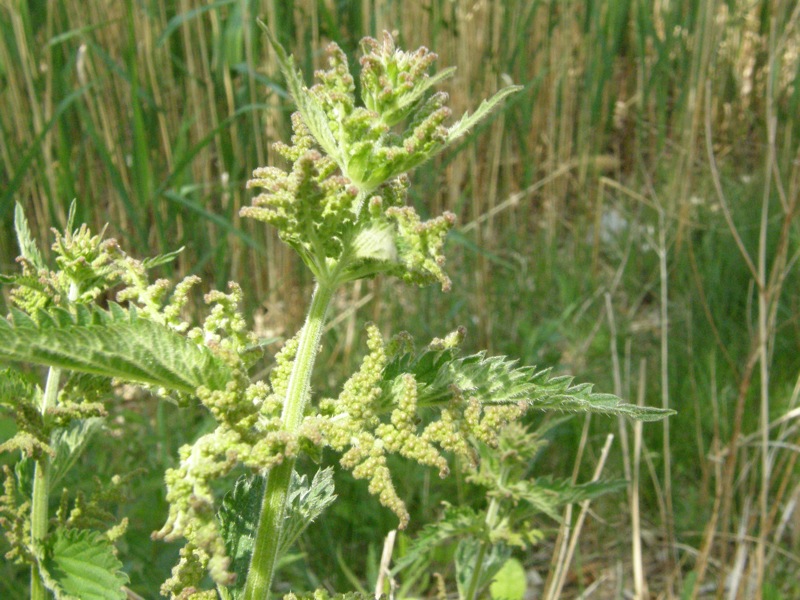 Stinging Nettle