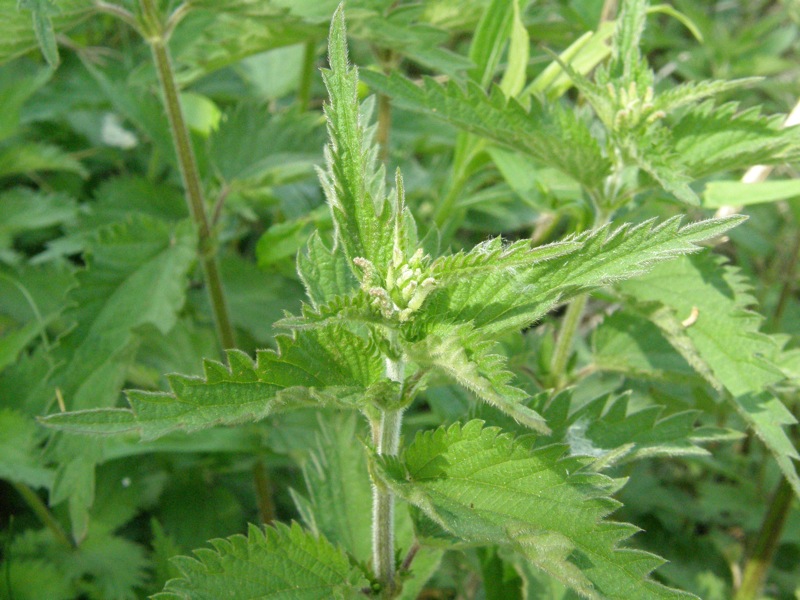 Stinging Nettle