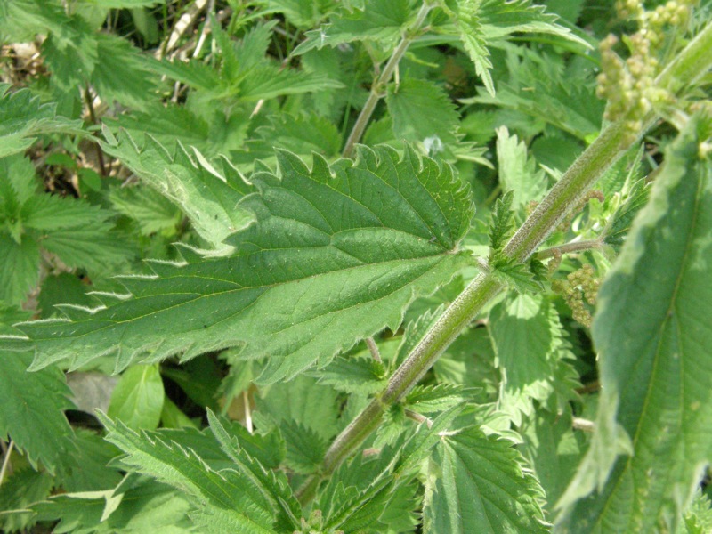 Stinging Nettle