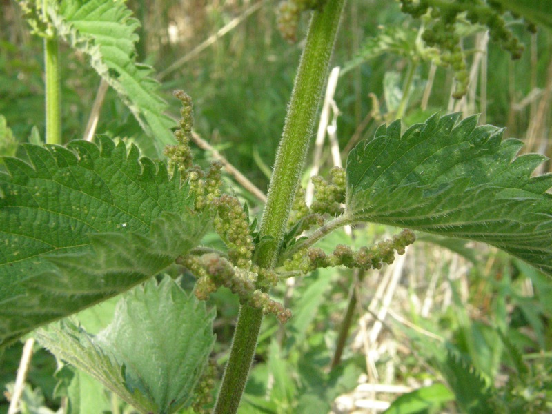 Stinging Nettle