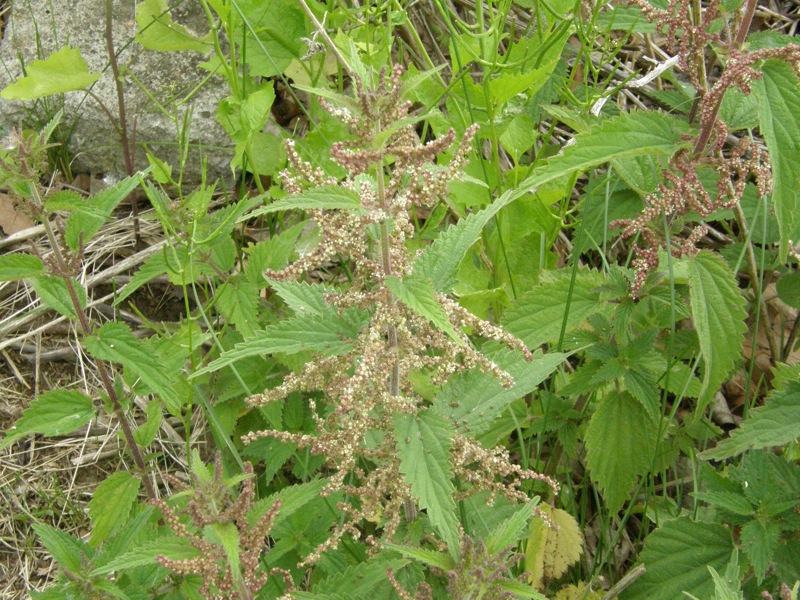 Stinging Nettle