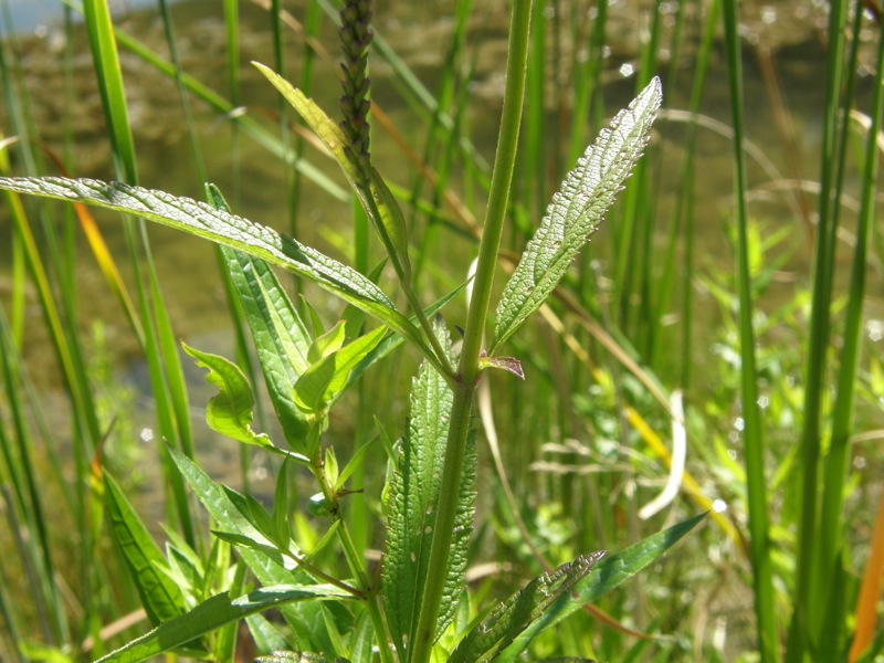 Blue Vervain