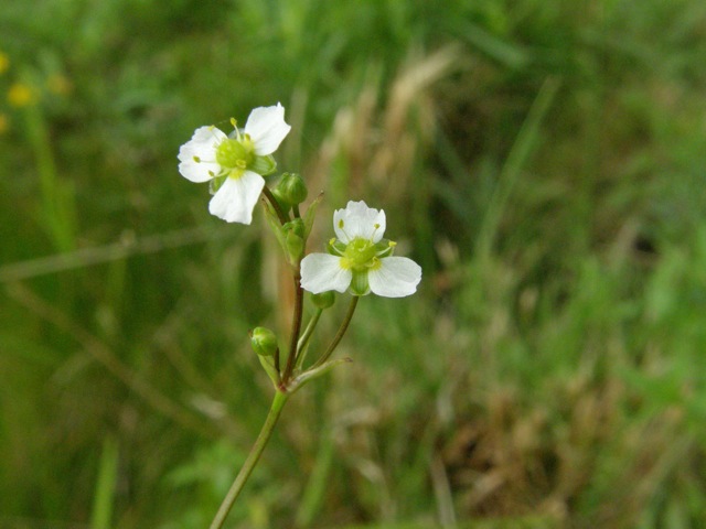 Northern Water-plantain