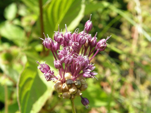 Field Garlic