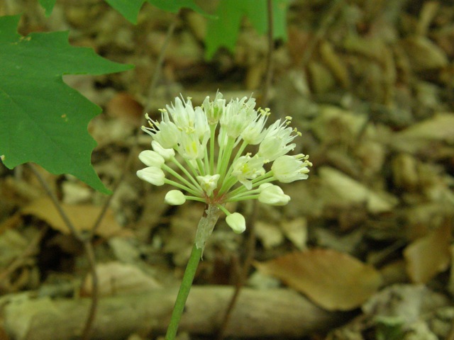 Wild Leek