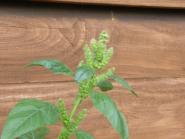 Redroot Amaranth