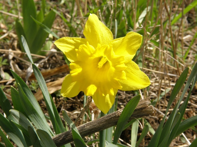 Daffodil