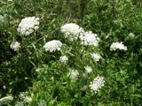 Queen Anne's Lace