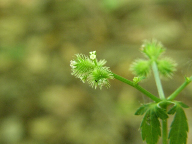 Black Snakeroot