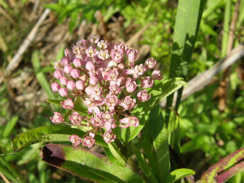 Swamp Milkweed