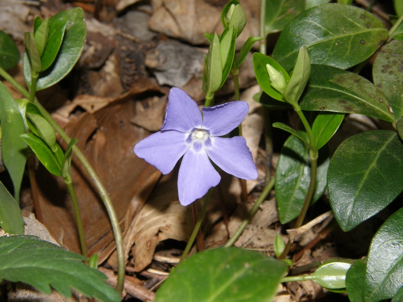 Perkwinkle