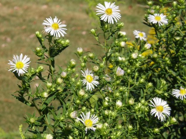 Purplestem Aster, White ?