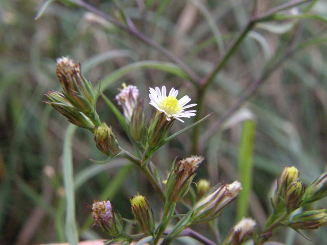 Annual Salt-marsh Aster