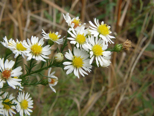 White Heath Aster ?