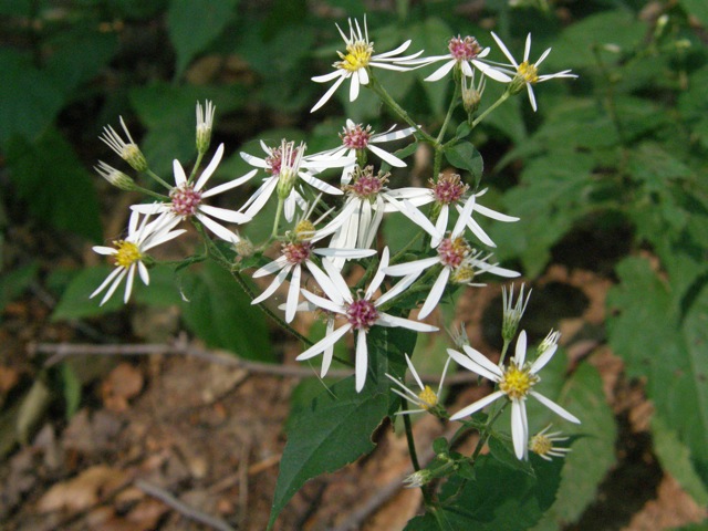 White Wood Aster