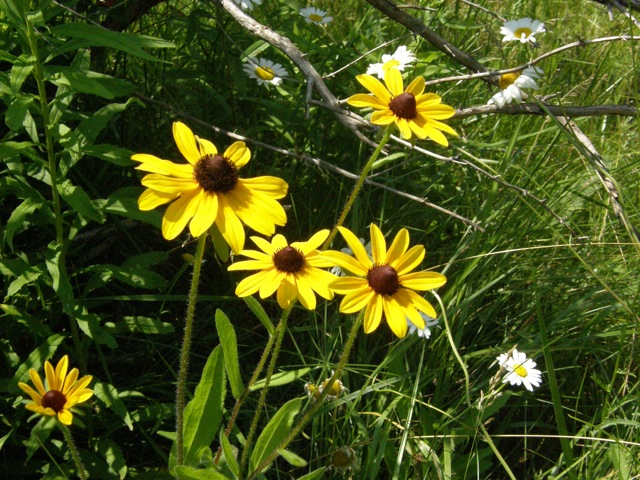 Black-eyed Susan