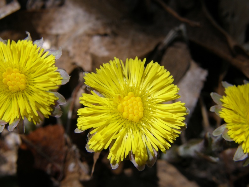 Coltsfoot