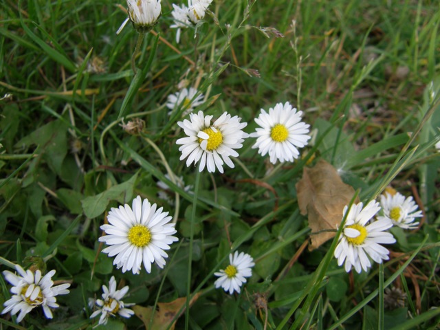 English Daisy
