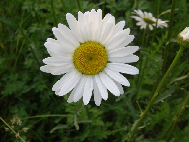 Oxeye Daisy