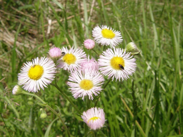 Common Fleabane